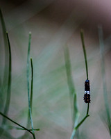 Anise Swallowtail Caterpillars